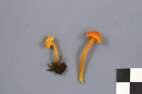 Hygrocybe squamulosa image